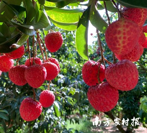 汕尾鳳山紅燈籠等優質荔枝 接棒 銷售