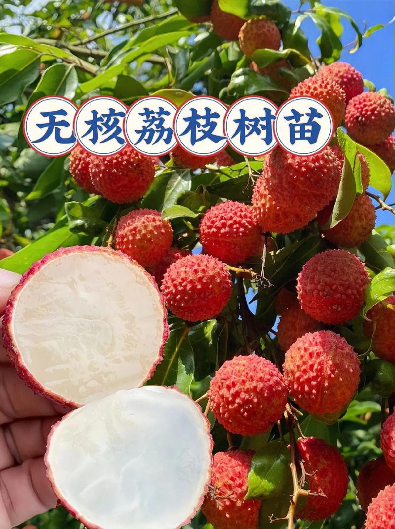 無核荔枝樹苗.家人們,樹苗是嫁接好的,適應(yīng)性強(qiáng)易成活,果大無