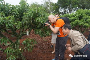 中外媒體聚焦陸僑農業基地