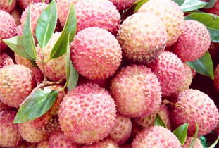 荔枝價格多少錢一斤 2017年荔枝價格行情走勢預(yù)測