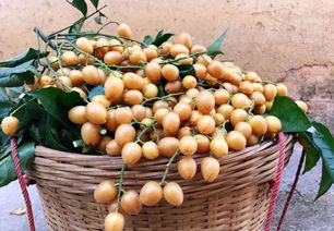 郁南無核荔枝 借灣區(qū)東風(fēng)，揚(yáng)特色品牌