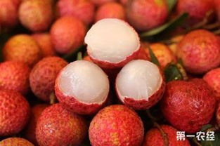 早熟無核荔枝搶占市場先機，海南特色水果再創佳績