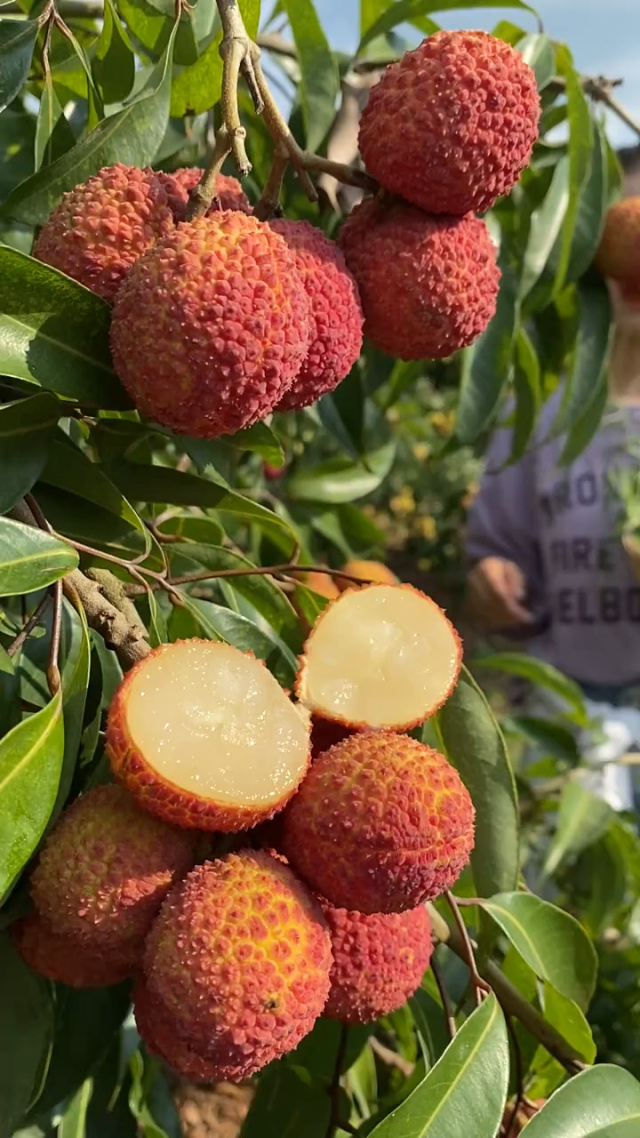 無(wú)核荔枝 皮薄肉厚，香甜可口的果中佳品