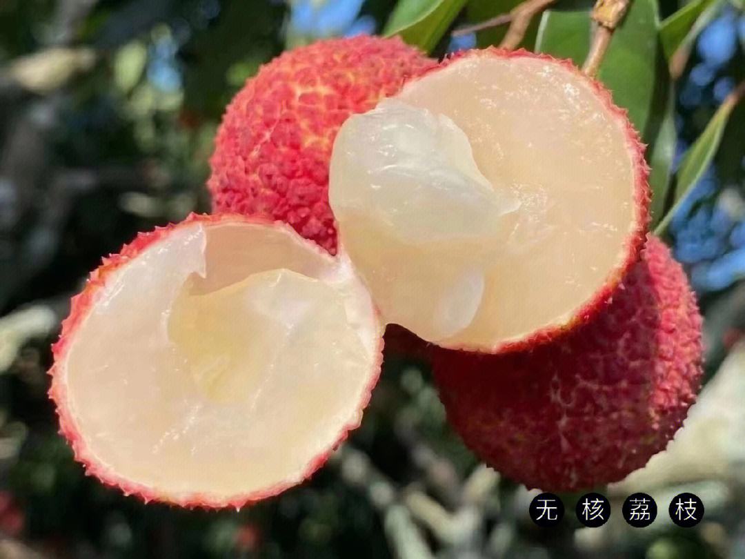海南水果知多少？一顆顛覆認(rèn)知的“無(wú)核荔枝”